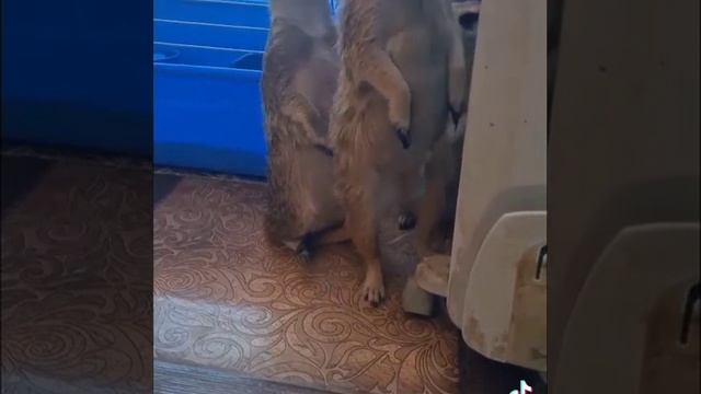 Сурикаты домашние смотреть онлайн