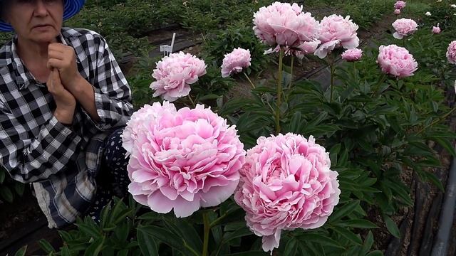 Любимые розовые пионы. Часть 1 / Сад Ворошиловой смотреть онлайн