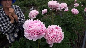 Любимые розовые пионы. Часть 1 / Сад Ворошиловой