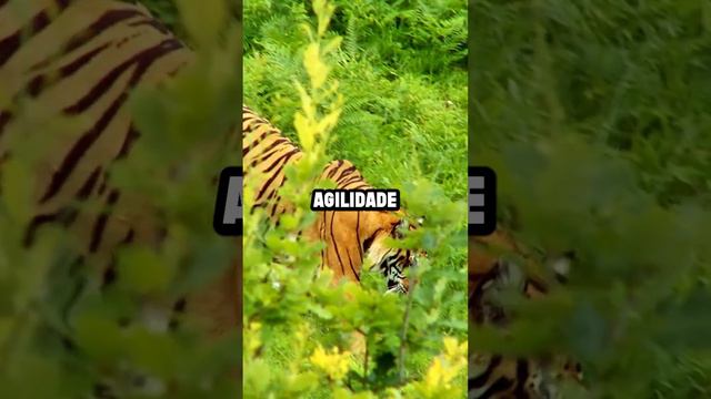 🦁 Leão: O Falso Rei da Selva Explicado | #DescobrirMais смотреть онлайн