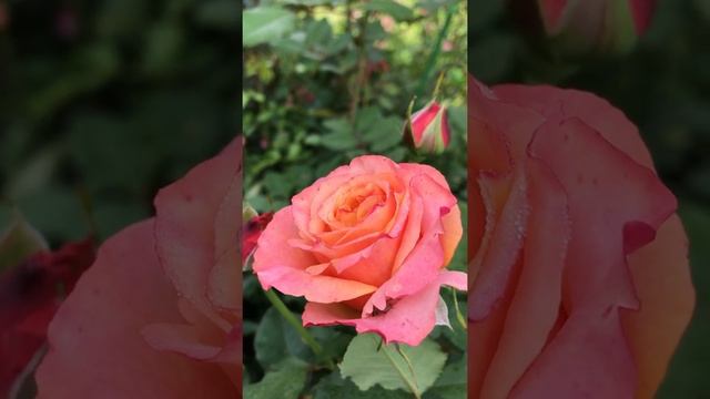 Роза ля Вилла Котта осень 2020 смотреть онлайн