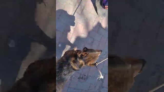 Прогулка собаки смотреть онлайн