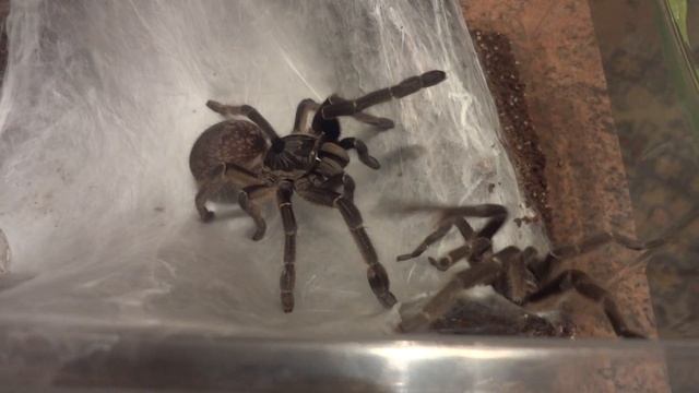 Спаривание Ceratogyrus marshalli смотреть онлайн