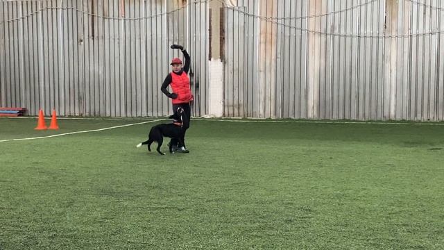 Танцы с собаками Dog dance Тимошина Светлана & Брина. Танец "Магия Востока".Тренировка.20.03.2023 г смотреть онлайн