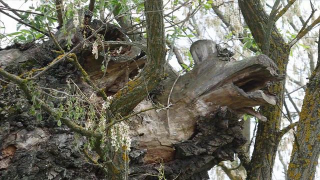 Пеньки_18.05.2024 смотреть онлайн