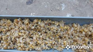 Кормление бройлеров. Как и когда я изменю мешанку для  бройлеров. Отвечаю на вопросы по кормлению.