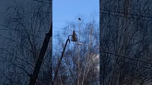 Спасли енота, залезшего на дерево в Бердске смотреть онлайн