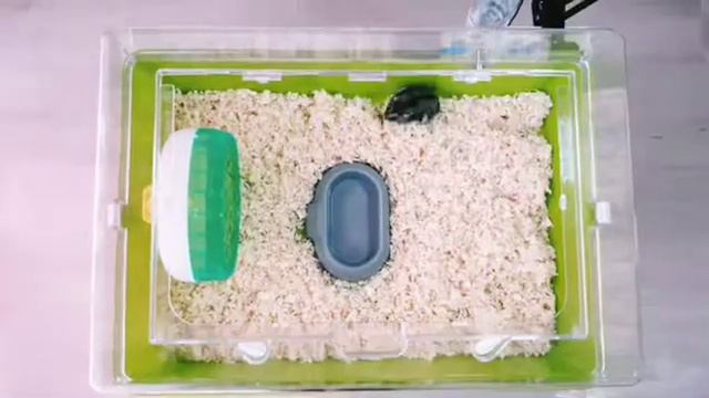 Видео обзор клетки-дюны от Ferplast и то,как она обустроена для хомячка смотреть онлайн