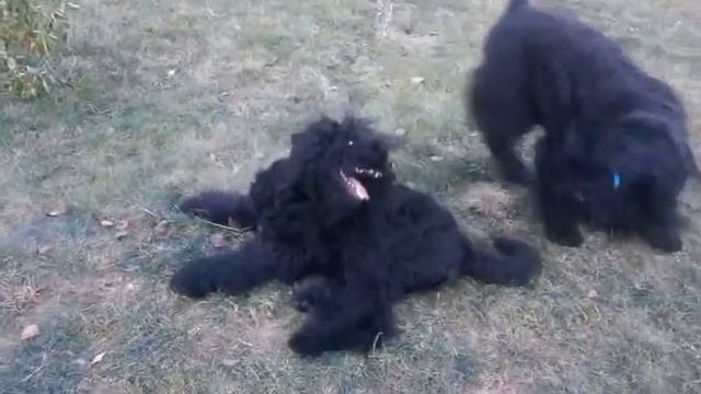 Питомник РЧТ "Отважный воин" смотреть онлайн