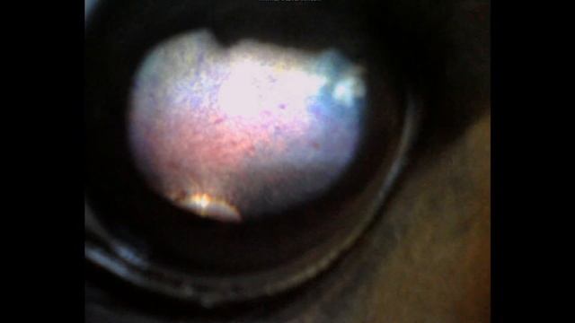 Видеоофтальмоскопия у лошадей / Video Ophthalmoscopy in horses on VDS SPECIAL OPTOVET system смотреть онлайн