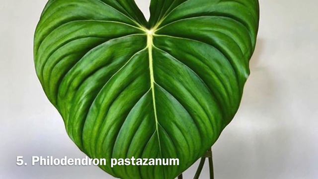 Top 10 Beautiful Philodendrons You Must Have (indoorplants)