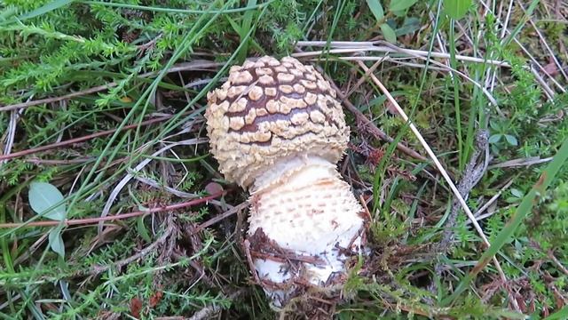 Der Königs-Fliegenpilz oder Braune Fliegenpilz (Amanita regalis) смотреть онлайн