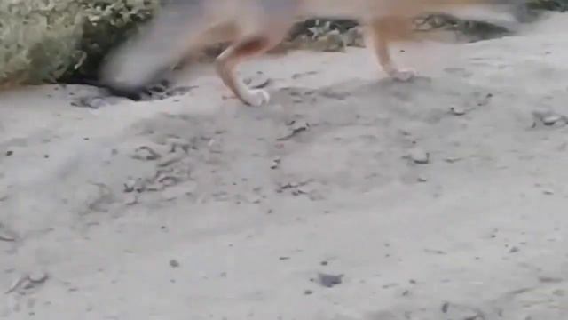 Корсак - степная лисица смотреть онлайн