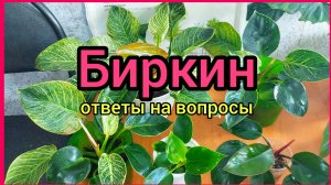 Точки на листьях🌿Проявит ли полоски зеленая детка🌿Мутации🌿 #филодендрон #БИРКИН #цветы #растения