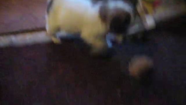 щенки-1 мес. смотреть онлайн