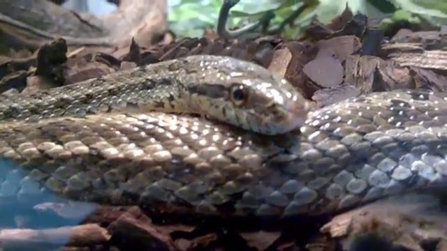 Змеи в террариуме