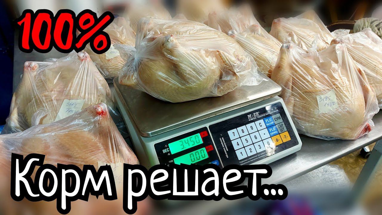 Чем кормить бройлеров для ЛУЧШЕГО РЕЗУЛЬТАТА? Экономим и зарабатываем! смотреть онлайн