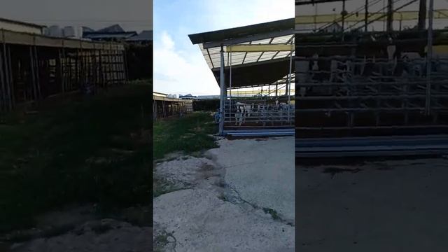 Молочная ферма в Корее смотреть онлайн