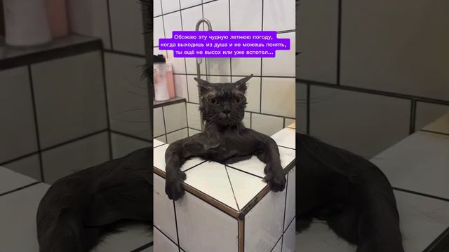 Обожаю летнюю погоду #юмор