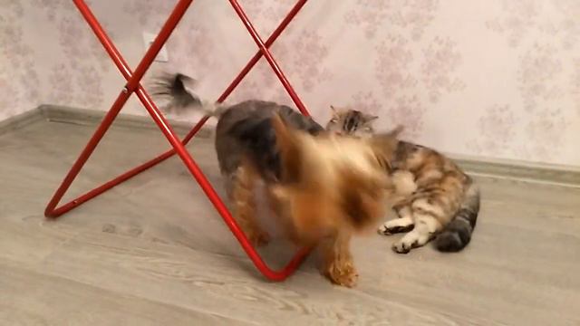 Мои любимые котопесы смотреть онлайн