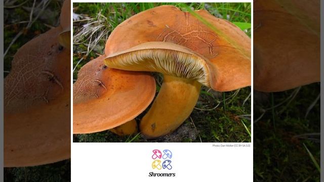 Fishy milkcap (Lactarius volemus) | Occurrence | Practical Short Profile | Shroomers смотреть онлайн