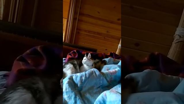 13.11.2016 - кошечка Гербера (теперь Гала) и котик Антрацит (теперь Раф) уехали домой! смотреть онлайн