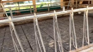 Ферма в Германии.Полы в коровнике.