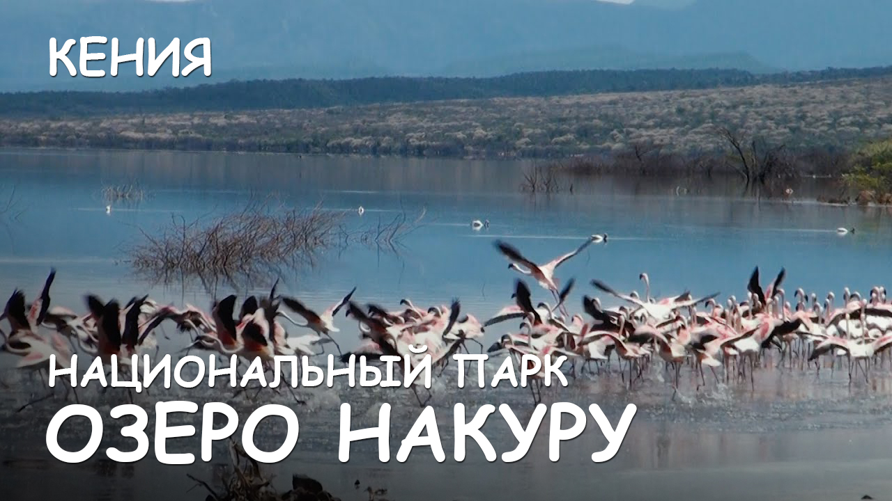 Мир Приключений - Национальный парк Озеро Накуру. Озеро Богория. Кения. смотреть онлайн