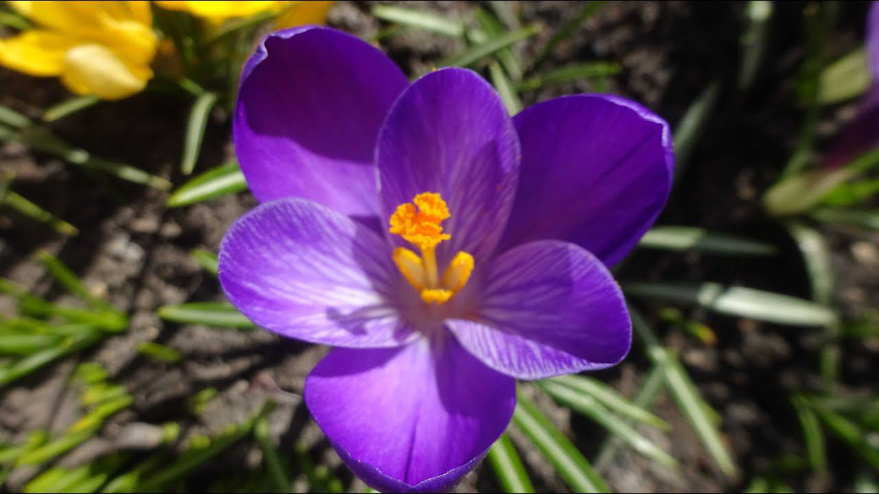 Розы. Последствия морозов и зимней обрезки. Это знать необходимо. смотреть онлайн