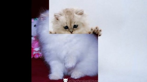 Персидская кошка, или перс (Persian cat) породы кошек( Slide show)!