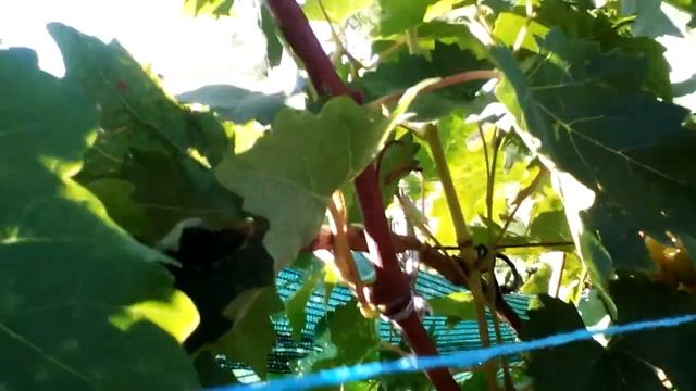 АПОЛЛИНАРИЯ- обзор за 2020г смотреть онлайн