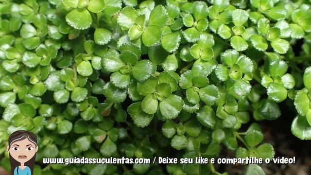 Pilea Depressa: Saiba Tudo Sobre Essa Planta смотреть онлайн
