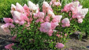 Гортензия метельчатая: лучшие сорта для Подмосковья