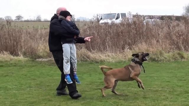 personal / family protection dog training смотреть онлайн