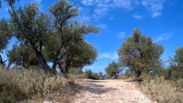 Финиковая роща в Албании. смотреть онлайн