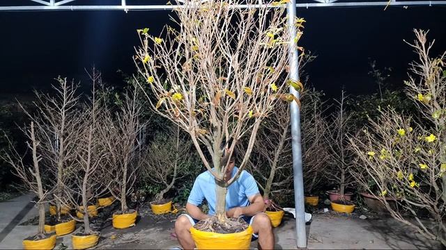 19/1 mai chơi tết 2024 alo 0366.404.909 giá cả phải chăng смотреть онлайн