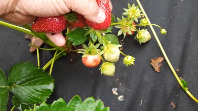 #Аллегро -вкуснейшая земляника садовая,даже не смотря на сырую, противную погоду смотреть онлайн
