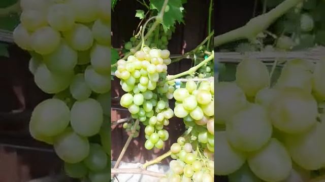 Виноград Хамелеон 2021 года в Киевской области смотреть онлайн