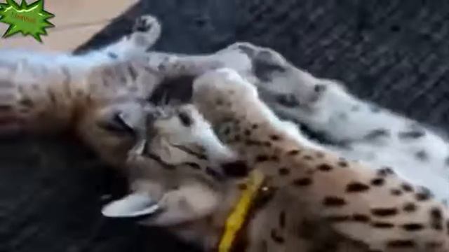 Смешно про животных  Прикольная подборка сюжетов Funny About Animals  Funny Compilation Of Stories