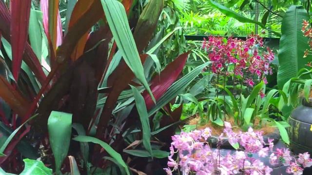 National Orchid Garden Singapore - Botanic Gardens смотреть онлайн