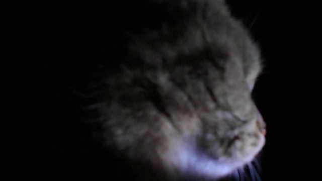 Послушай серенаду ночи! Кошка Ромашка. смотреть онлайн