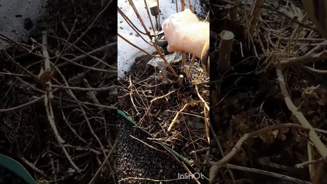 Весенняя (формирующая) обрезка метельчатой гортензии.