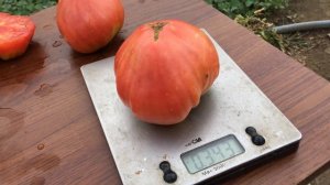 Томат Сахарная Голова