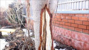 Лечение морозобоин на дереве. Сайт sadovymir.ru