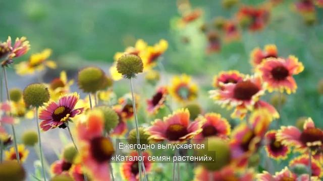 Ботанический сад Клайпедского университета смотреть онлайн