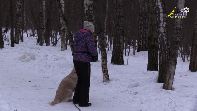Бытовая дрессировка 2 , подзыв из свободной игры с собакой, Дункан и голден ретривер Герда смотреть онлайн