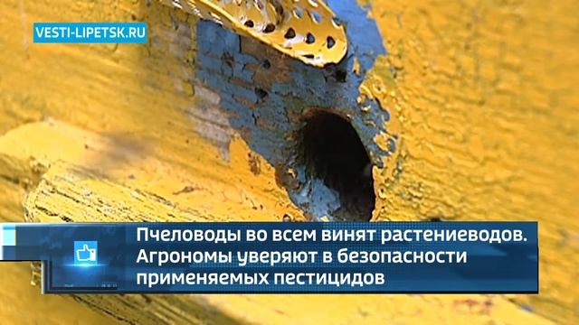 Гибель пчел в Липецкой области вызывает все больше вопросов смотреть онлайн