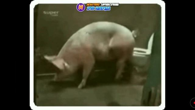 Типичное начало стрима Бэбэя смотреть онлайн