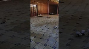 Узбекские бойные голуби Чечни (гнёзда голубей)