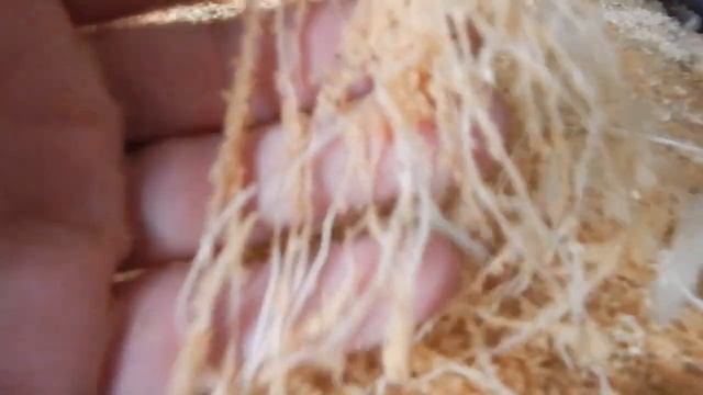 Хотите тонну картофеля с сотки смтрите. Продолжение будет. подписывайтесь смотреть онлайн